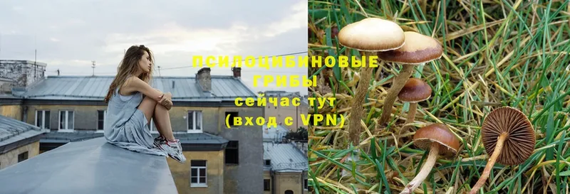 цена   blacksprut зеркало  Галлюциногенные грибы Psilocybe  Артёмовский 